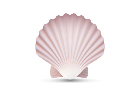 Download Scallop Seashell Vector. Ocean Mollusk - Shell Collection