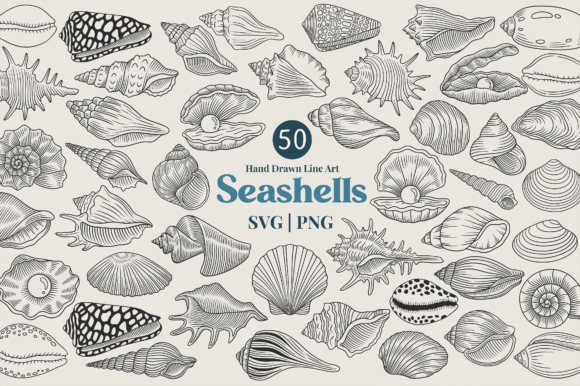 Download Seashell Line Art Clipart Bundle - Shell Collection