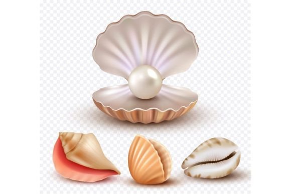 Download Realistic Seashells. Mollusk Shells - Shell Collection