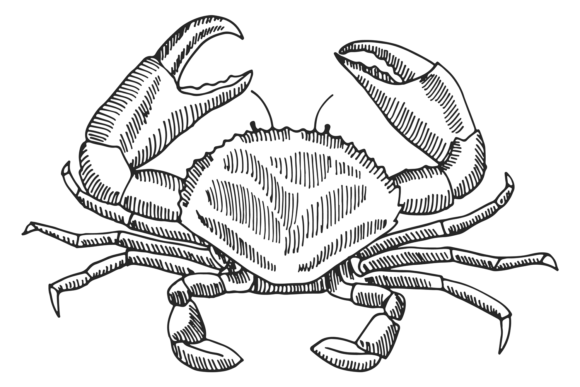 Download Crab Engraving. Hand Drawn Shellfish. Se - Shell Collection