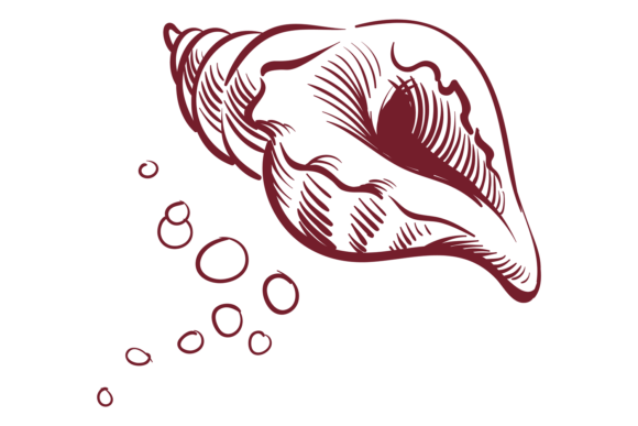 Download Seashell Sketch. Ink Line Style Mollusk - Shell Collection