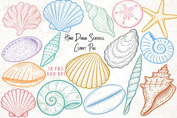Download Hand Drawn Seashell Clipart PNG - Shell Collection