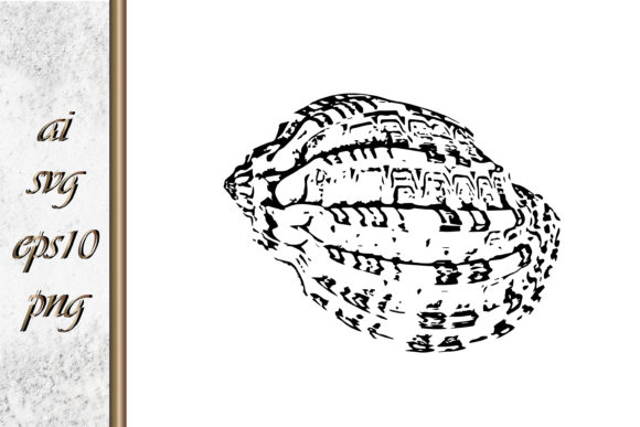 Download Doodle Shellfish Hand Drawn Sketch Vecto - Shell Collection