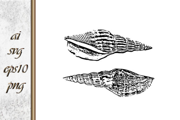 Download Doodle Shellfish Hand Drawn Sketch Vecto - Shell Collection