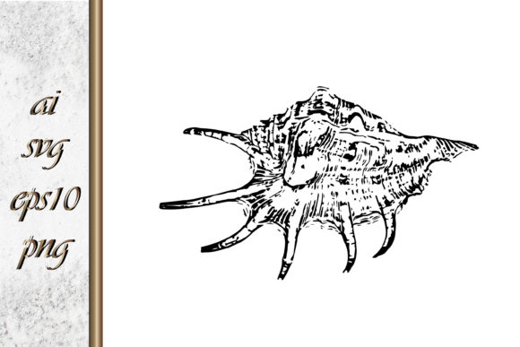 Download Doodle Shellfish Hand Drawn Sketch Vecto - Shell Collection